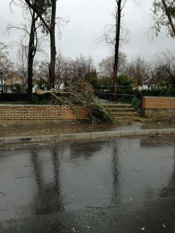 Efectos del vendaval en Cabra el 3 de febrero de 2017.